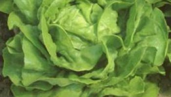 Salata