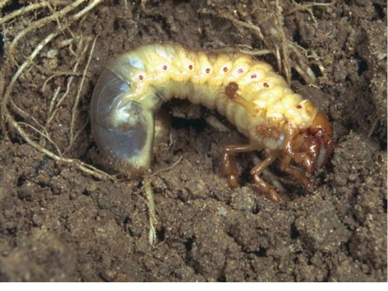 Majski gundelj - Melolontha sp. ratarstvo