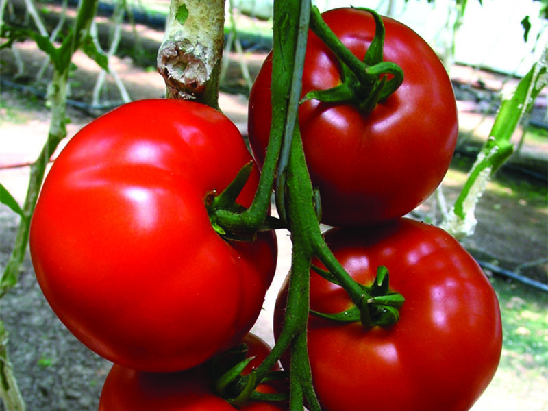 Paradajz Amati F1 100s semenis