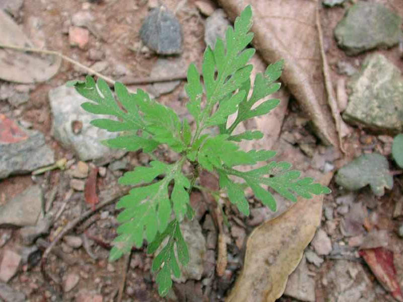 Ambrozija -  Abrosia artemisiifolia u ratarstvu