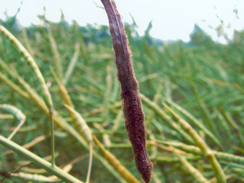 Siva plesan repice (Botrytis cinerea)