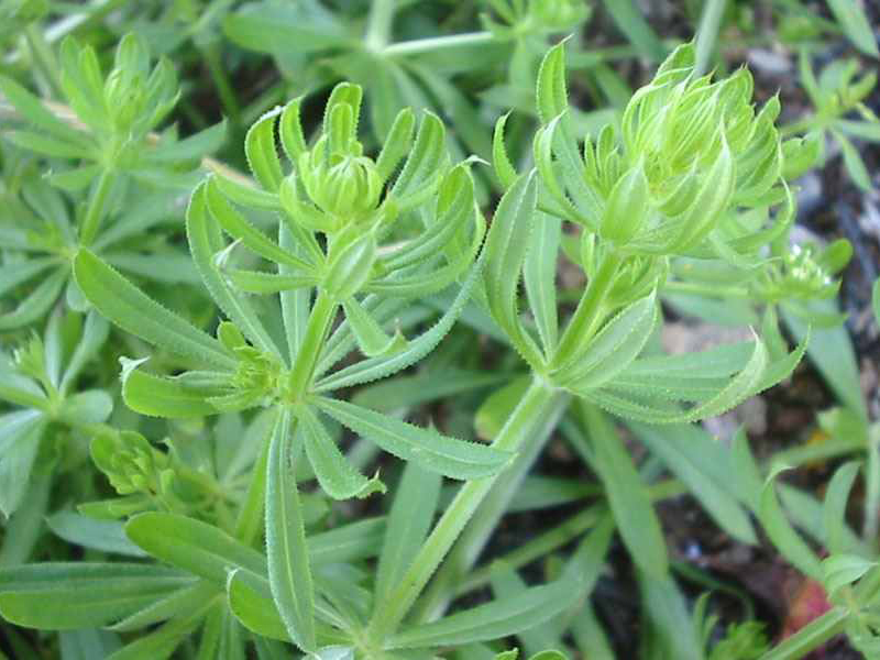 Broćika lepuša – Galium aparine u ratarstvu