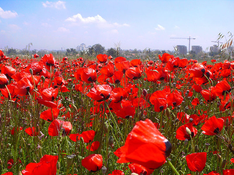 Divlji mak – Papaver rhoeas u ratarstvu