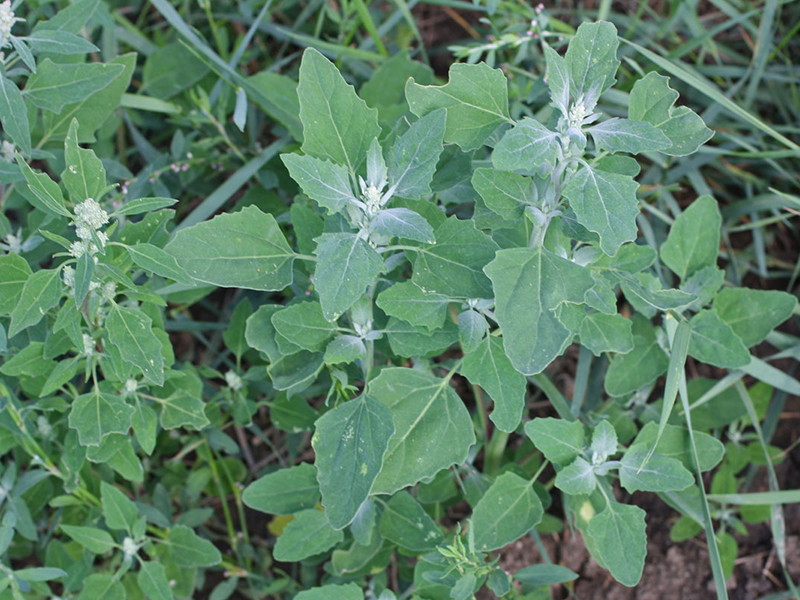 chenopodium-001--3.jpeg