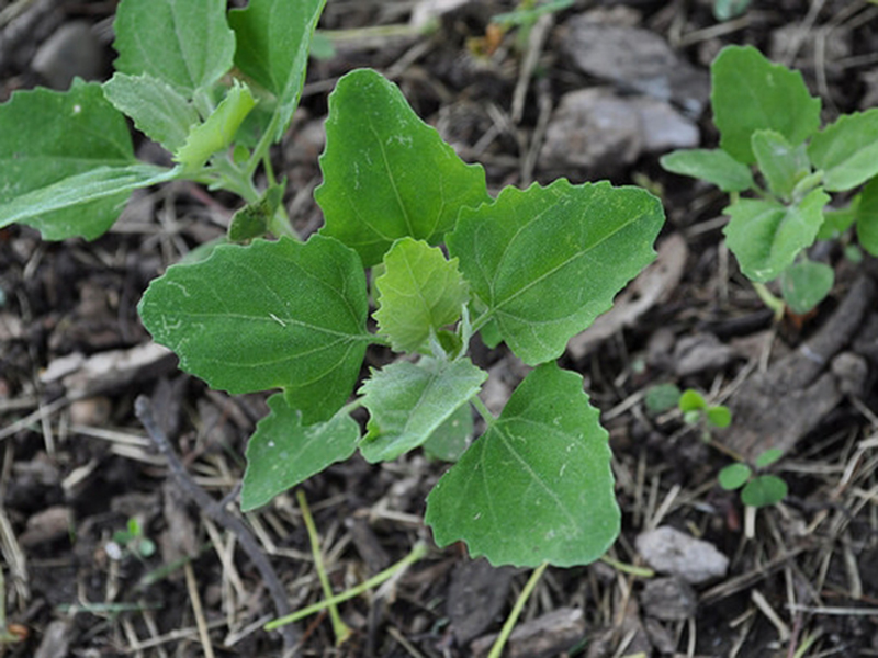 chenopodium-002--3.jpeg