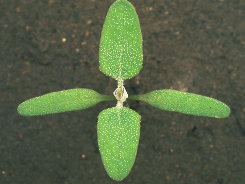 chenopodium-003--3.jpeg
