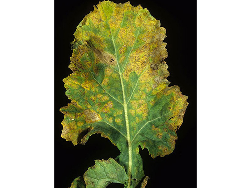 Plamenjača uljane repice (Pernospora brassicae)