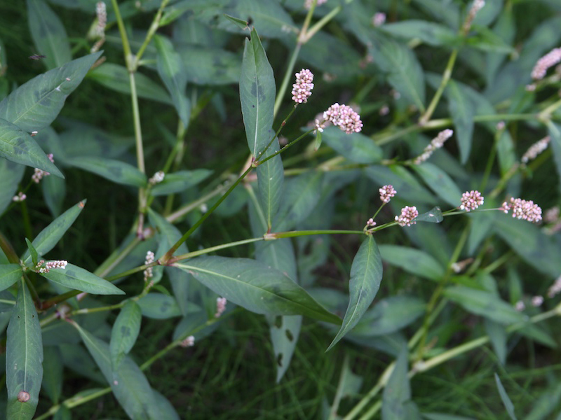 Obični i veliki dvornik – Polygonum spp u ratarstvu