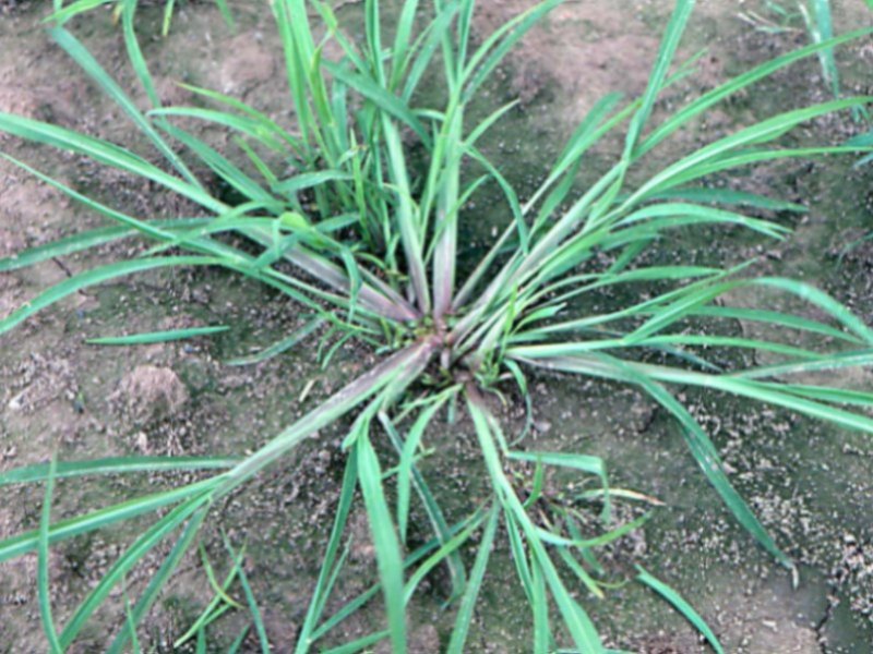 echinochloa-1-003--3.jpeg