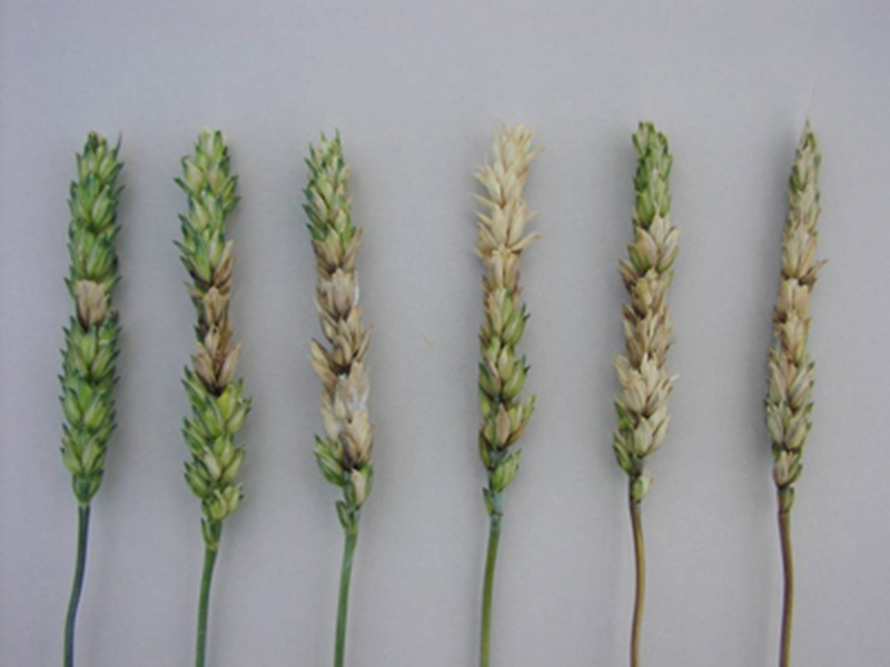Fuzarioza klasa pšenice – Gibberella zeae