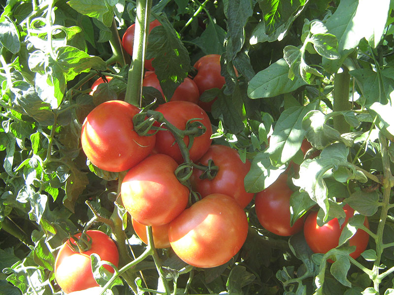 Seme  paradajz Gardel F1