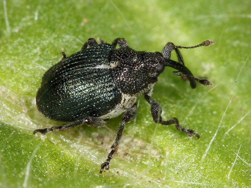 Crna repičina pipa (Ceuthorrhynchus picitarsis)