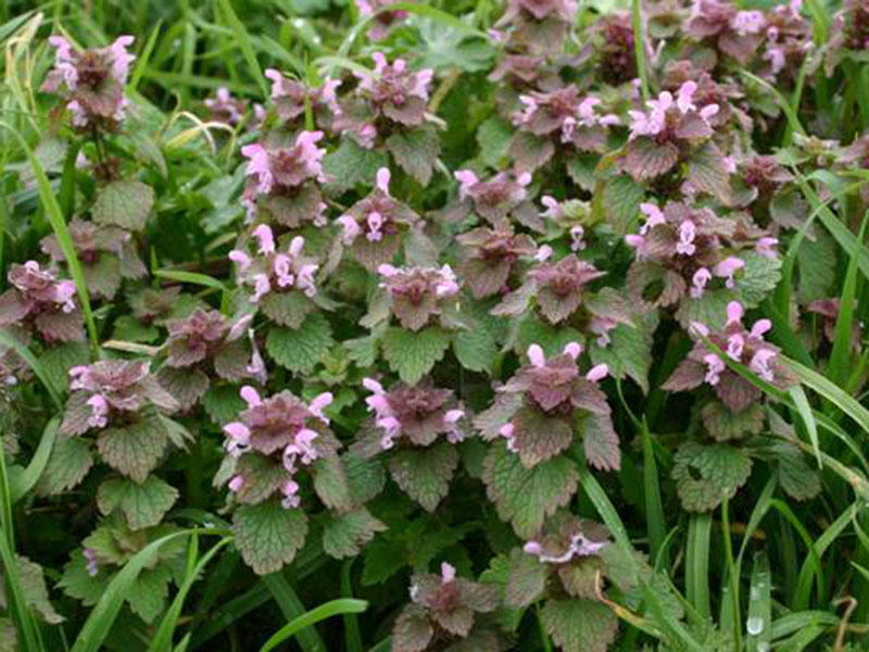 Crvena mrtva kopriva – Lamium purpureum