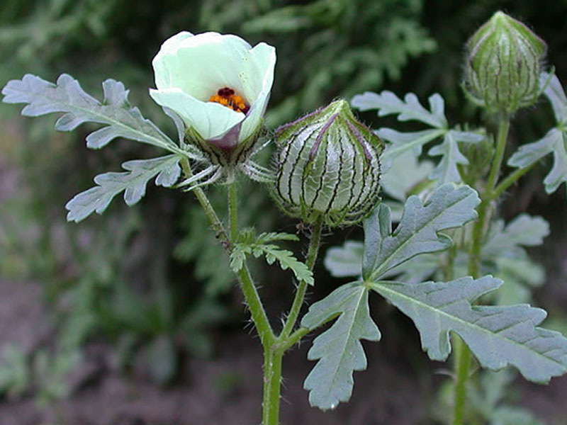 Njivska lubeničarka – Hibiscus trionum u ratarstvu