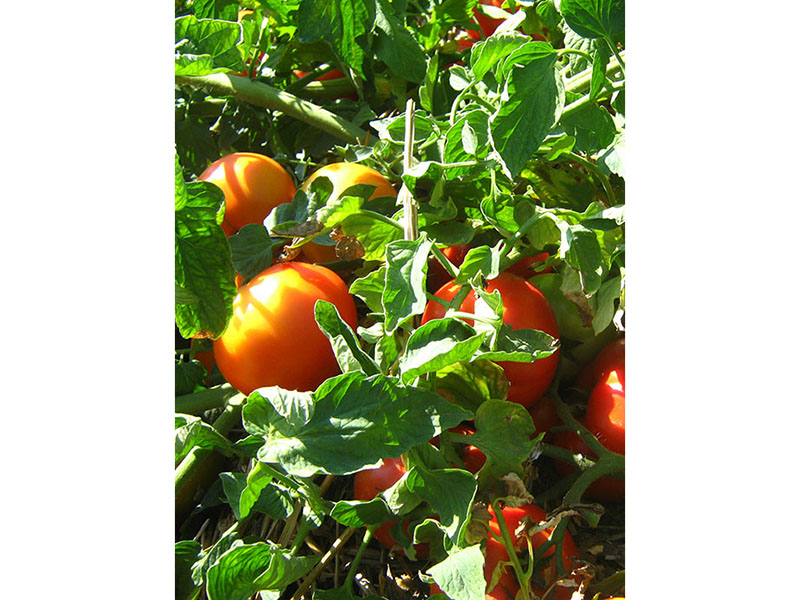 Paradajz Mirsini f1 1g semenis