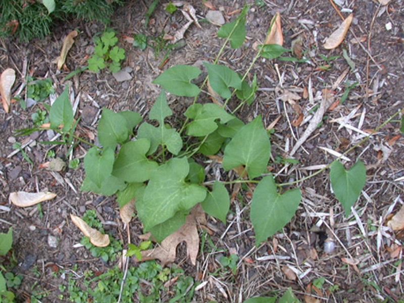 Njivski vijušac - Polygonum convolvulus u ratarstvu