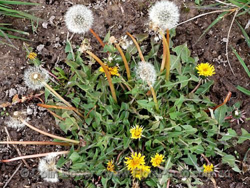 Obični maslačak - Taraxacum officinale u ratarstvu