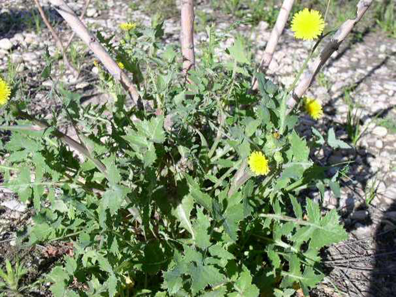 Obična gorčika – Sonchus oleraceus u ratarstvu