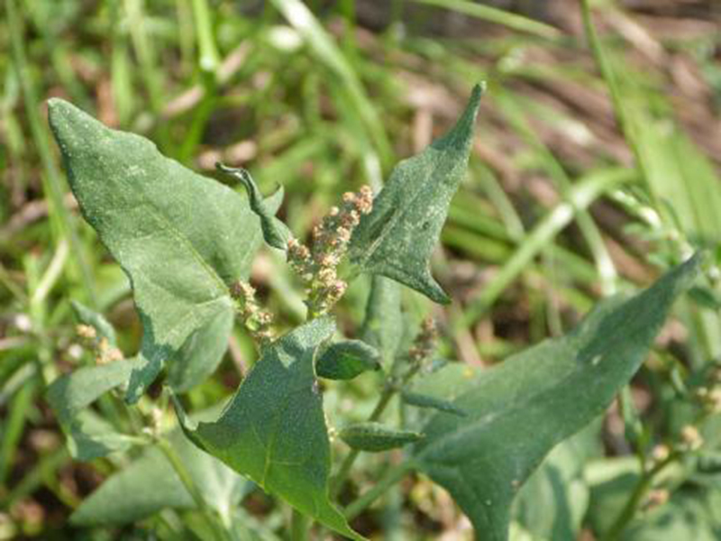 Obična loboda – Atriplex patula u ratarstvu