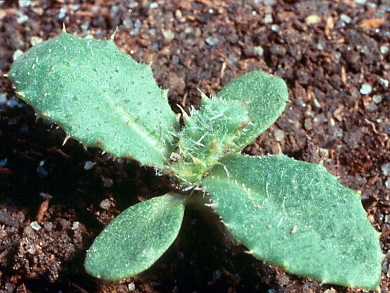 Njivska palamida – Cirsium arvense u ratarstvu