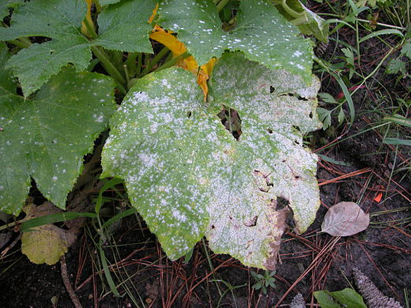 Pepelnica tikvice (Erysiphe cichoracearum)