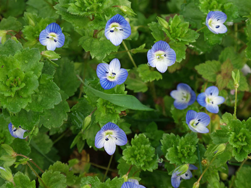 Čestoslavica – Veronica persica u ratarstvu