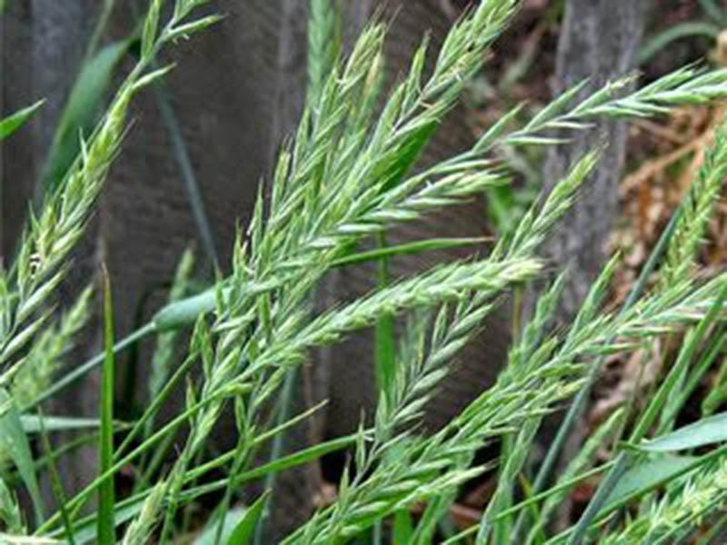 pirevina-003--3.jpeg