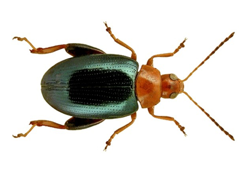 Crvenoglavi repičin buvač (Psylliodes chrysocephala)