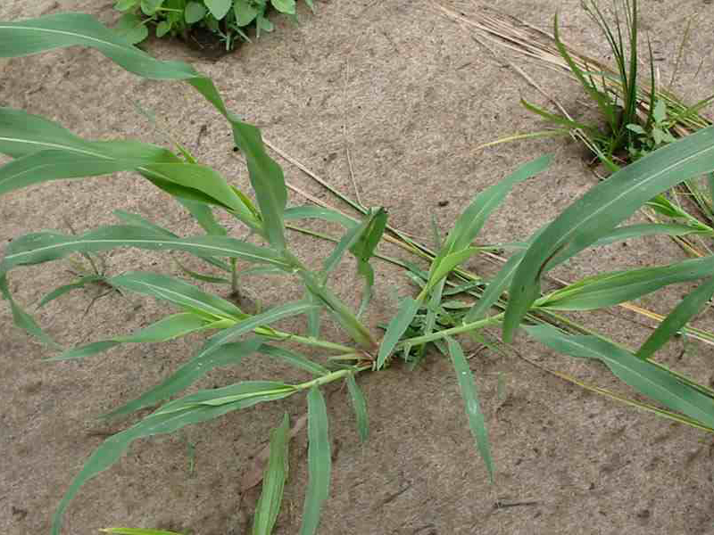 Divlji sirak – Sorghum halepense u ratarstvu