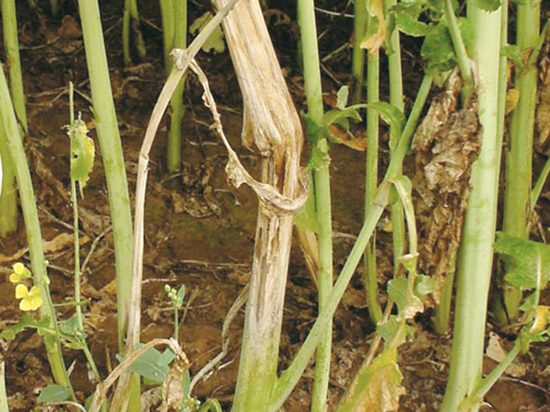 Bela trulež repice (Sclerotinia sclerotiorum)