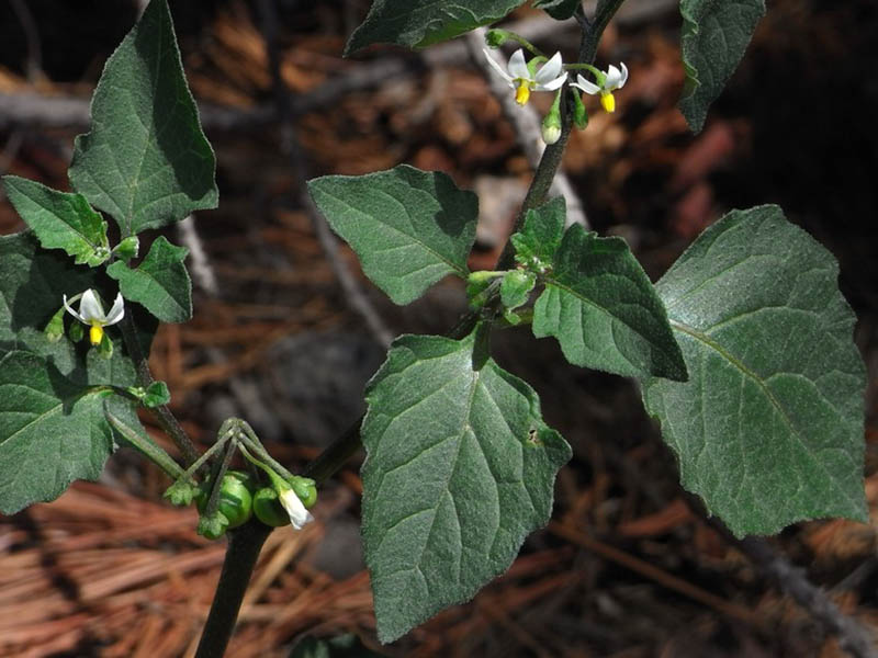 Obična pomoćnica – Solanum nigrum u ratarstvu