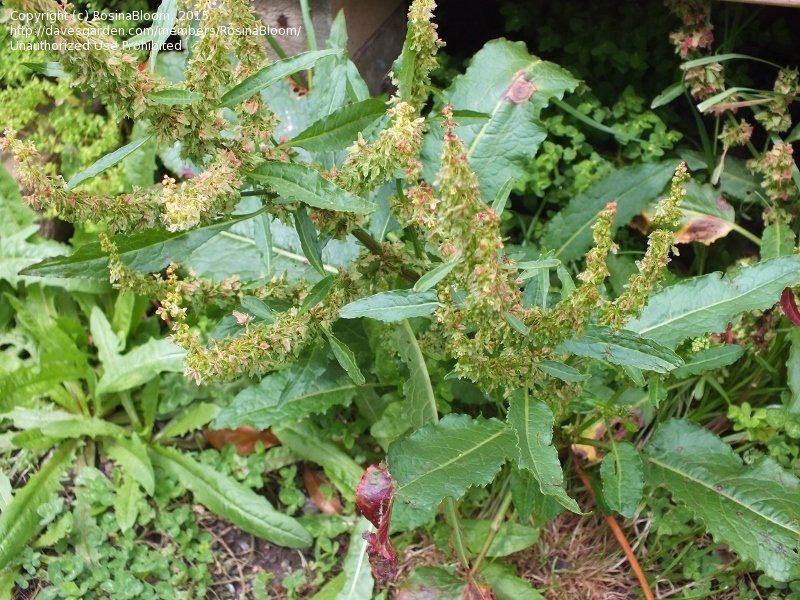 Štavelj - Rumex obtusifolius u ratarstvu