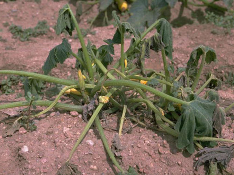Zeleno uvenuće tikvice (Verticillium allo – atrum)
