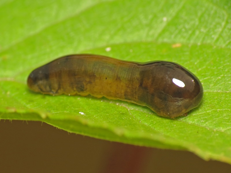 tresnjina-osa-larva.jpeg