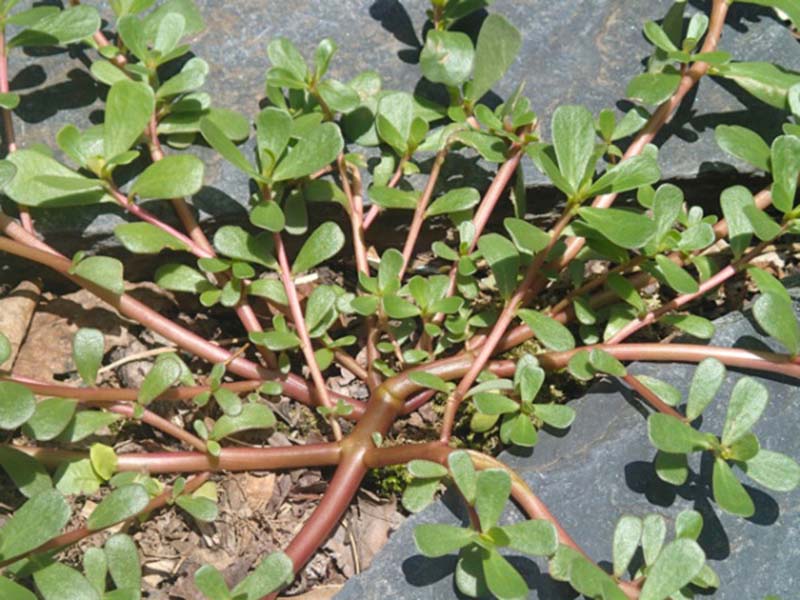 Obični tušt – Portulaca oleracea u ratarstvu