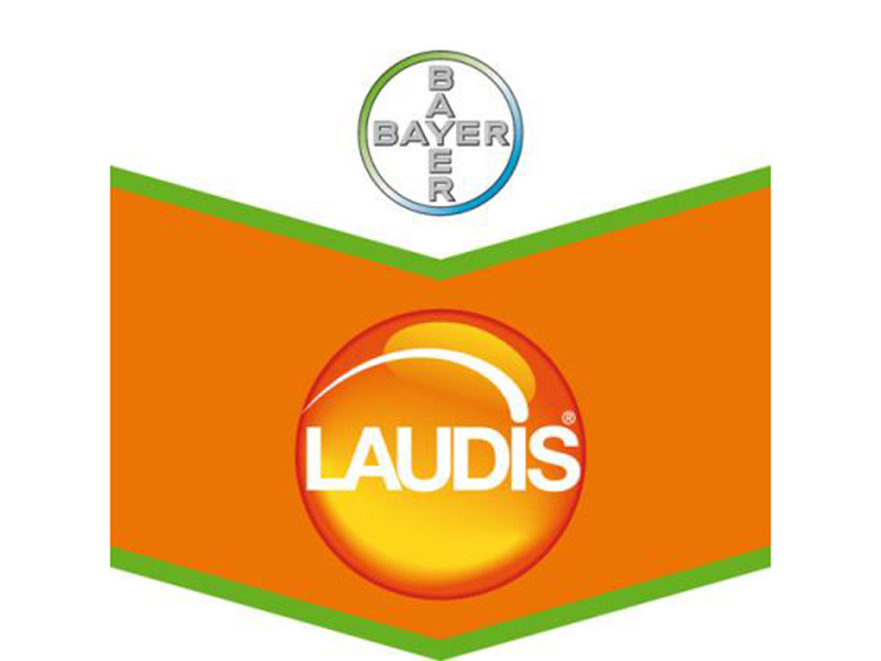 Laudis