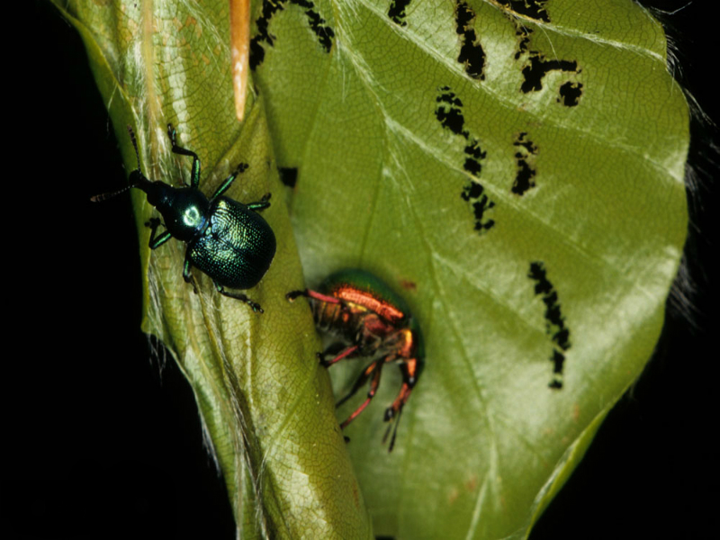 bystiscus-betulae-2.jpeg