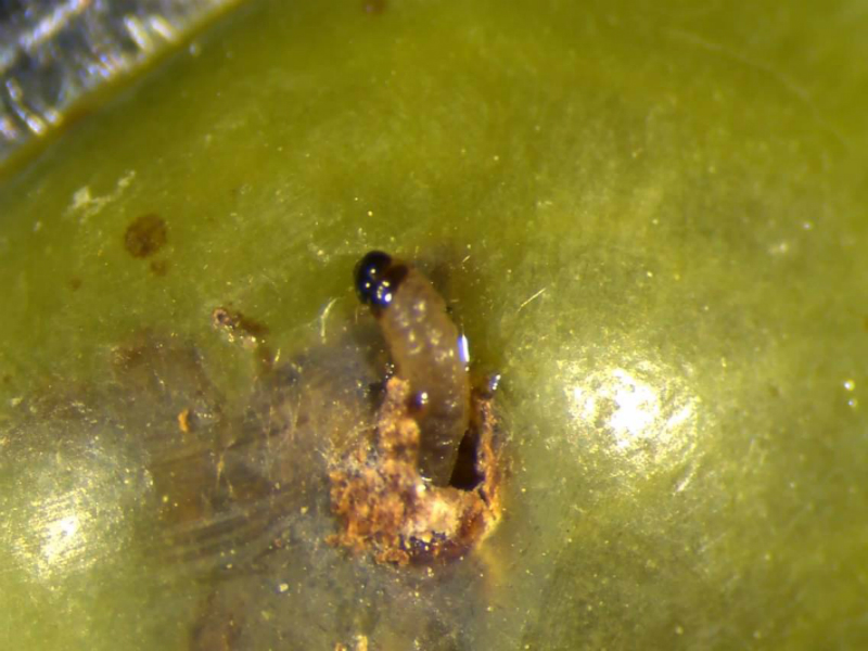 eupoecilia-ambiguella-1.jpeg