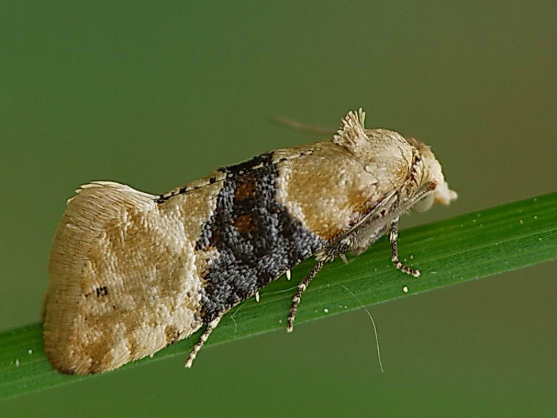 eupoecilia-ambiguella.jpeg