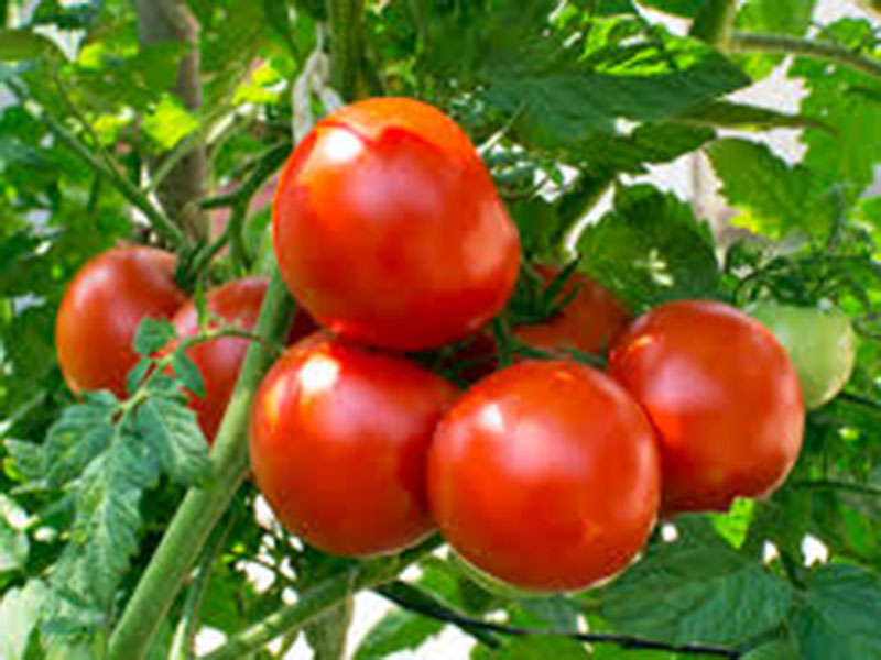 paradajz.jpeg