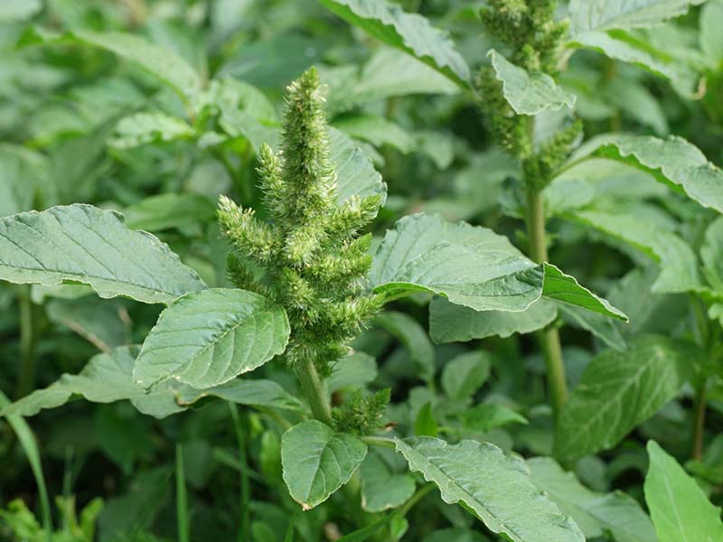 Običan štir – Amaranthus retroflexues - ratarstvu