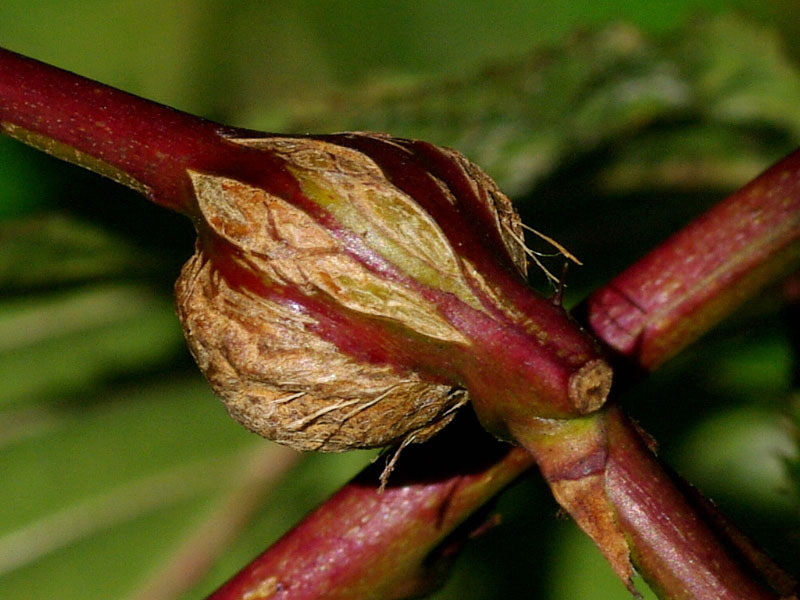 Malinina muva Galica – Lasioptera rubi