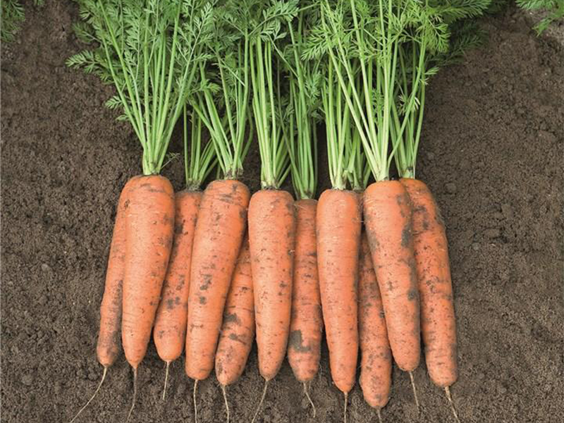 Mrkva Belgrado F1 - berlinski