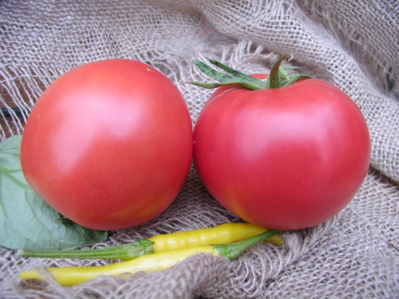 Paradajz Mi -10 f1 150s s.palanka