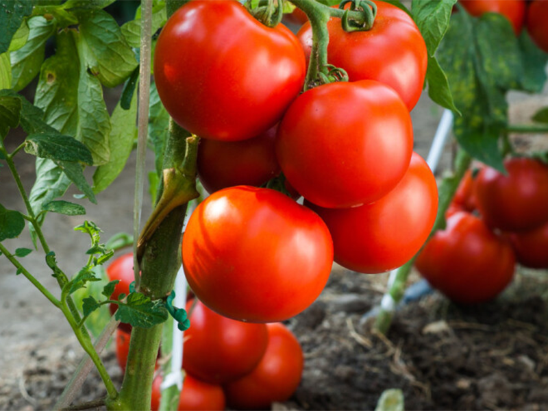 Paradajz Viva f1 100s virginia