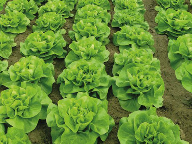 Salata Gladiore - puterica