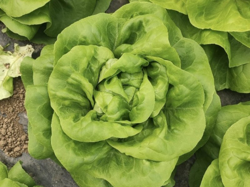 Salata Bellafore - puterica