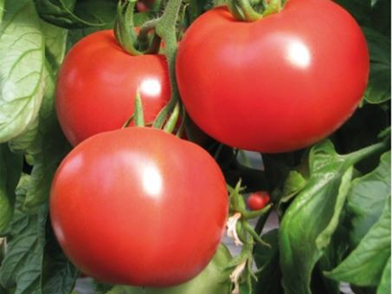 Paradajz Amerigo F1 - visoki