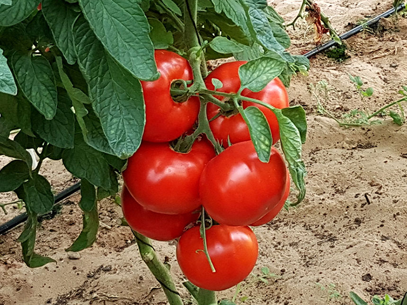 Paradajz Melisande f1 100s virginia