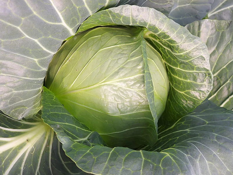 Kupus Home Run F1 - rani